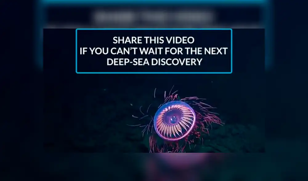 Biólogos registran a una misteriosa criatura que ilumina el océano. Biólogos registran a una misteriosa criatura que ilumina el océano.