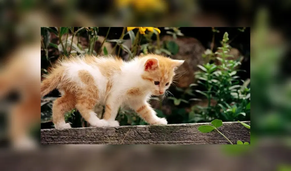 Día del Gato 2020: 5 cosas que no sabías de los felinos Día del Gato 2020: 5 cosas que no sabías de los felinos