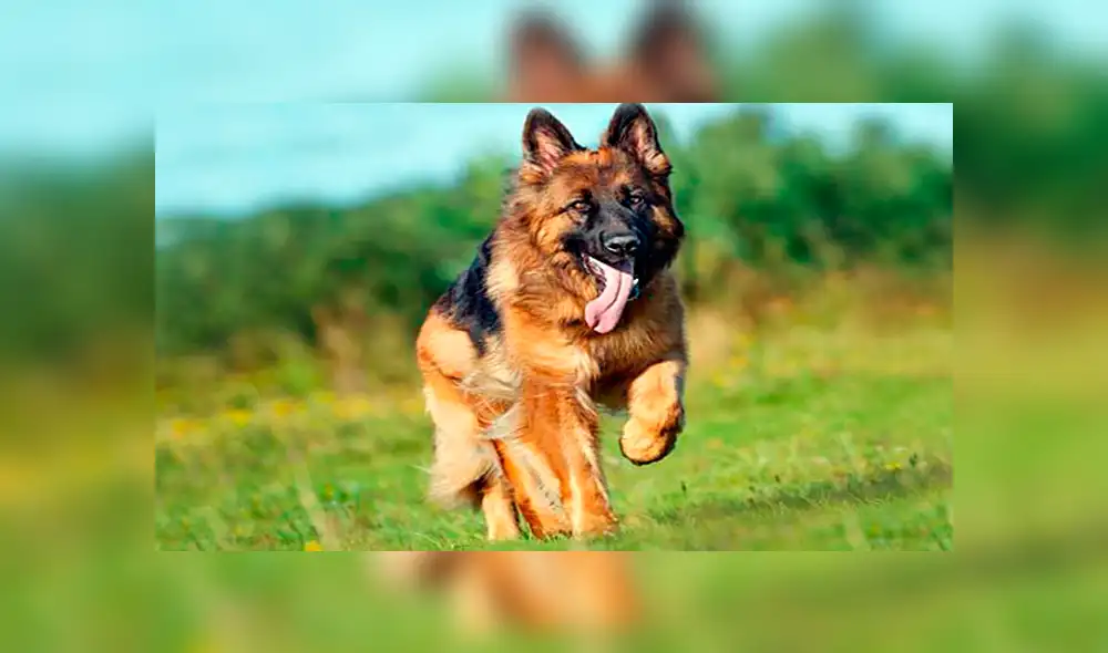 Facebook viral: perro felicita a su pareja por dar a luz a crías, pero detalle lo deja mal [VIDEO]