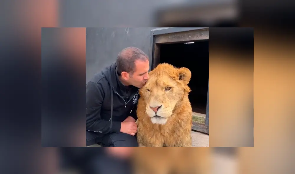 Desliza hacia la izquierda para ver la reacción que tuvo un león al encontrarse con el hombre que lo cuidó de bebé. Video se hizo viral en YouTube. Desliza hacia la izquierda para ver la reacción que tuvo un león al encontrarse con el hombre que lo cuidó de bebé. Video se hizo viral en YouTube.