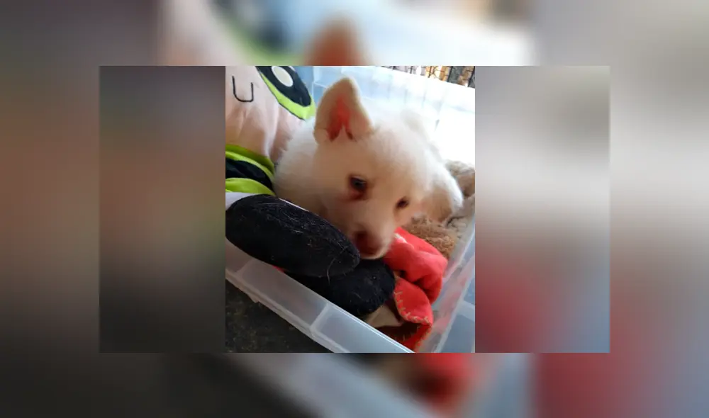 Niño deja a su perro en albergue para que no lo sigan maltratando en su casa [FOTOS]