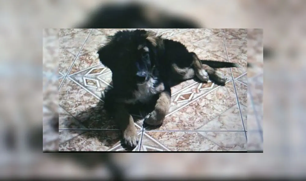 Ate Vitarte: buscan albergue para perro rescatado 