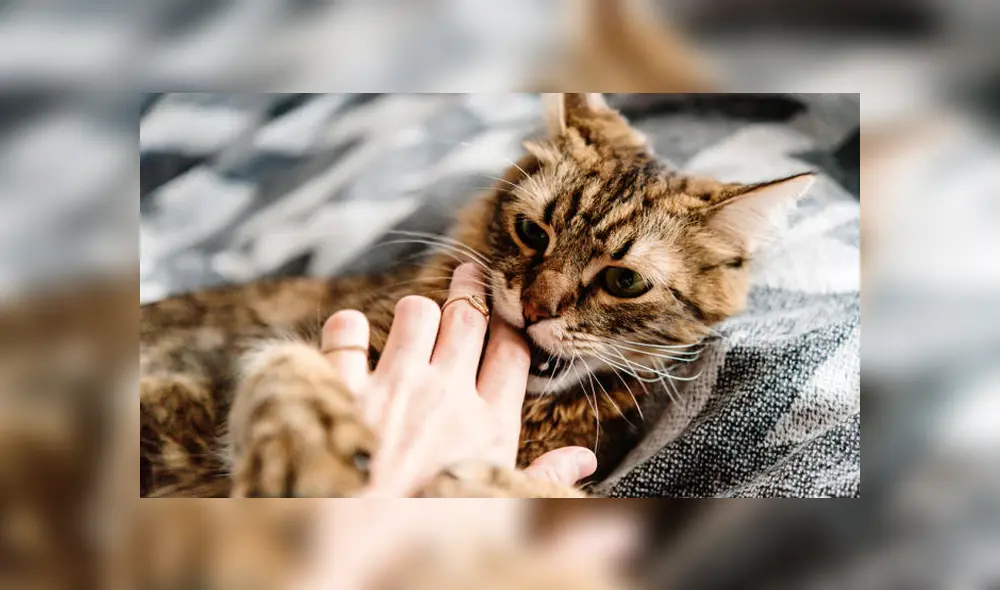 Video es viral en YouTube. Si tienes un gato como mascota, seguro has notado que suele estar muy cariñoso y cambia de actitud de forma intempestiva . ¿Por qué? Foto: Captura. Video es viral en YouTube. Si tienes un gato como mascota, seguro has notado que suele estar muy cariñoso y cambia de actitud de forma intempestiva . ¿Por qué? Foto: Captura.