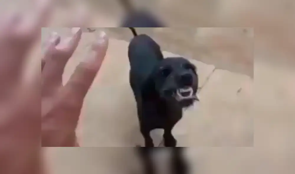 Facebook viral: creyó que perro estaba ‘poseído’ e intentó ‘exorcizarlo’, sin saber que reaccionaría así [VIDEO]