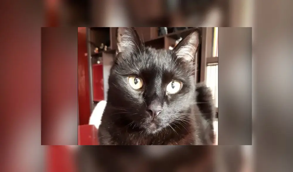 El gato Mateo sufrió un