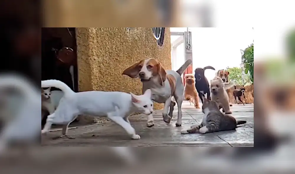 Vía Facebook: adorables gatos dormían plácidamente hasta que jauría de perros los espantó [VIDEO]