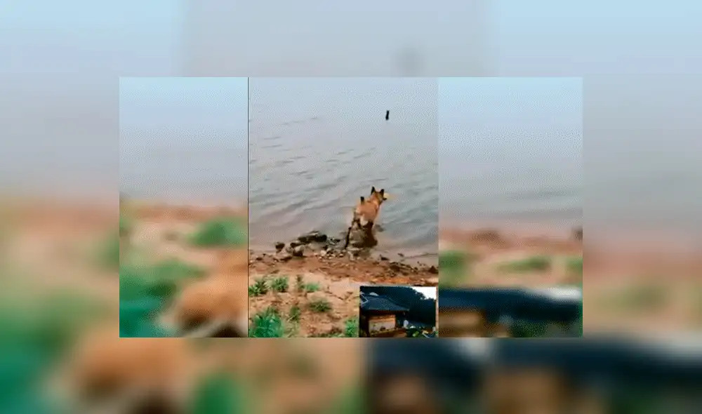 Facebook viral: niña se aproxima a peligroso río para sacar pelota y su perro llega a su rescate [VIDEO] 