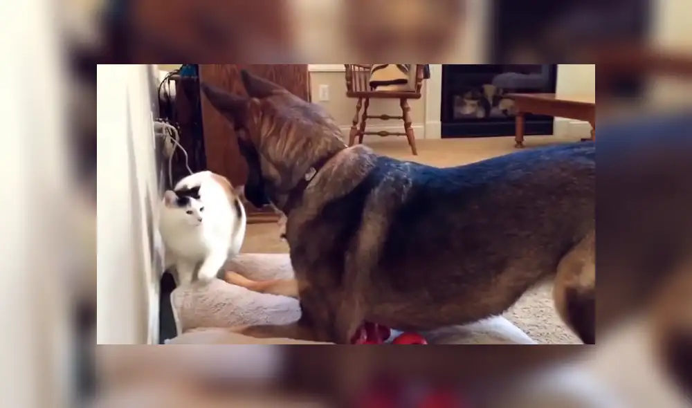 Un video viral muestra el momento en el que un perro se acera a un gato a reclamarle por encontrarlo acostado en su cámara.