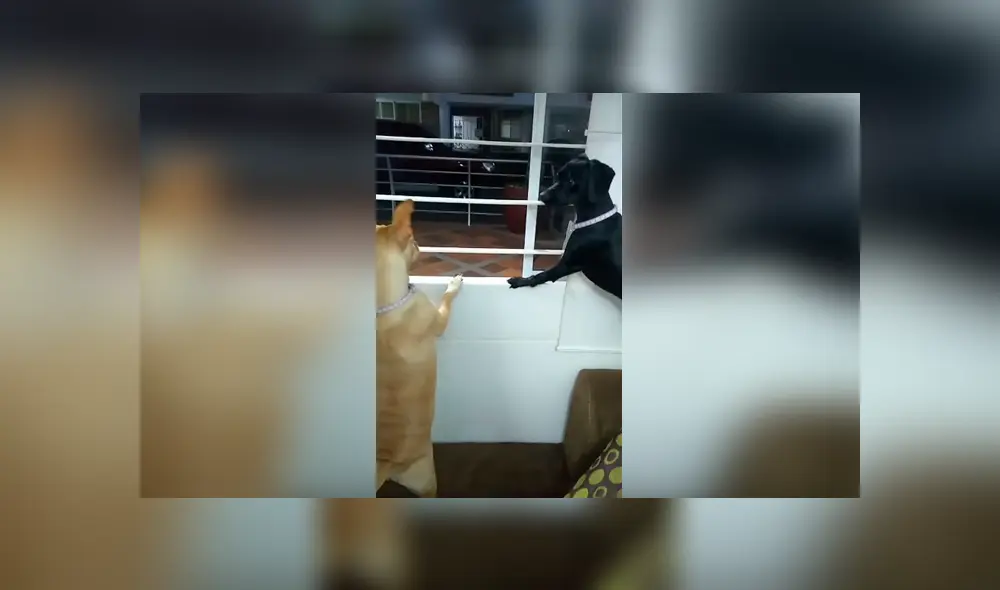 Desliza las imágenes para apreciar la divertida reacción de unos perros tras escuchar gritos afuera de su casa. Desliza las imágenes para apreciar la divertida reacción de unos perros tras escuchar gritos afuera de su casa.