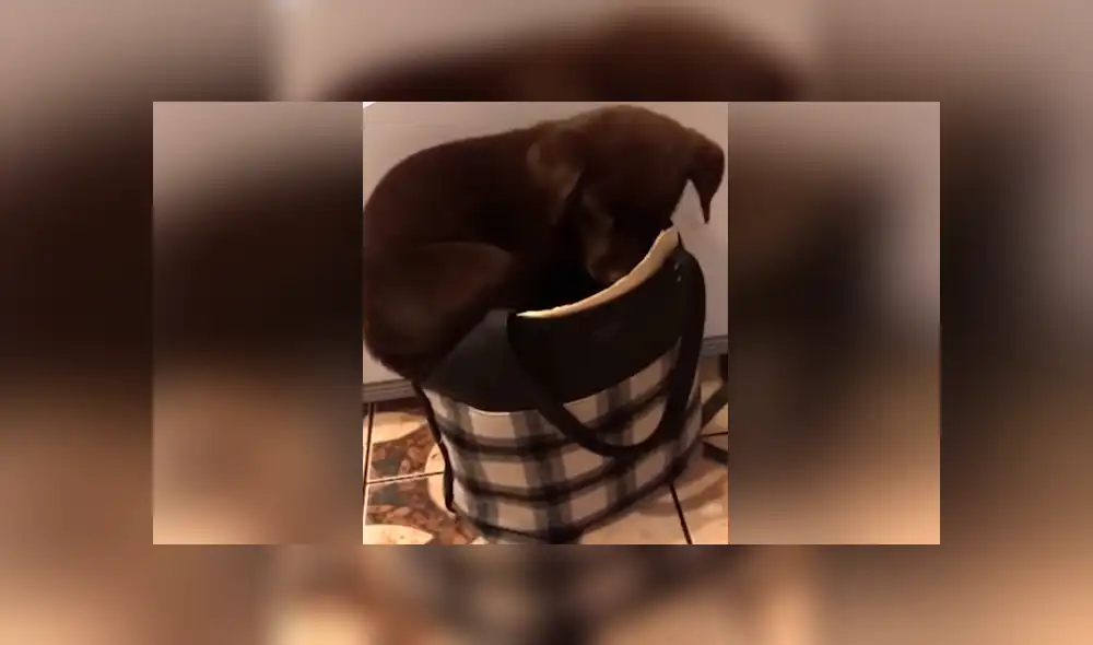 Desliza para ver los momentos más tiernos del video que se hizo viral en YouTube. Desliza para ver los momentos más tiernos del video que se hizo viral en YouTube.