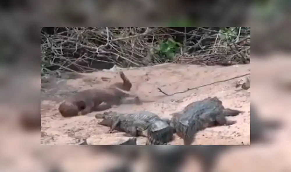 Una nutria y un grupo de caimanes protagonizaron un insólito momento que se volvió viral en las redes.