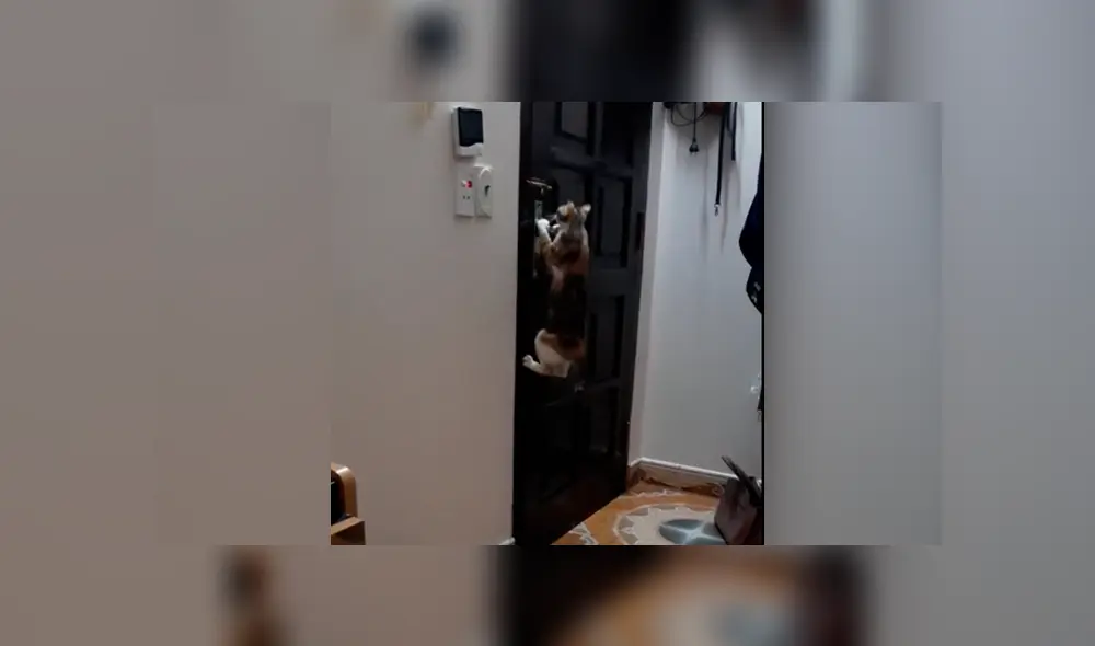 La chica quedó sorprendida al descubrir lo que hacía su travieso gato en su ausencia. Foto: captura La chica quedó sorprendida al descubrir lo que hacía su travieso gato en su ausencia. Foto: captura