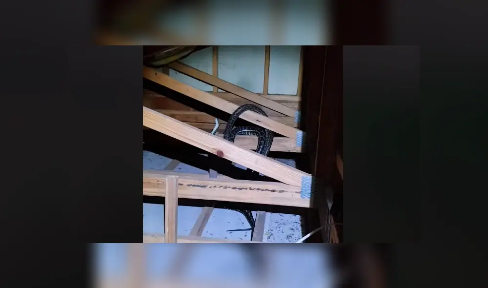 Un residente de Australia encontró a dos enormes serpiente peleando brutalmente dentro de su vivienda. Un residente de Australia encontró a dos enormes serpiente peleando brutalmente dentro de su vivienda.