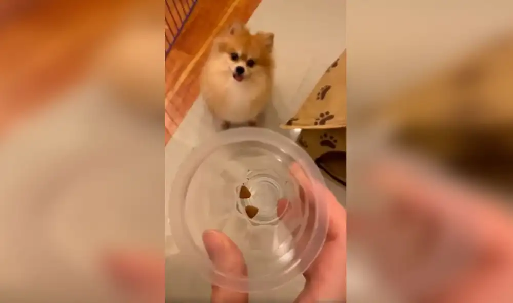 Desliza las imágenes para ver la singular escena de un perro al no tolerar que su dueña le sirva poca comida. Foto: Captura de Facebook