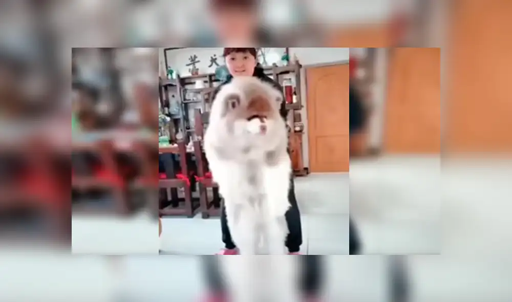 Facebook viral: grabó crecimiento de perro y su increíble tamaño de adulto sorprendió a todos [VIDEO]