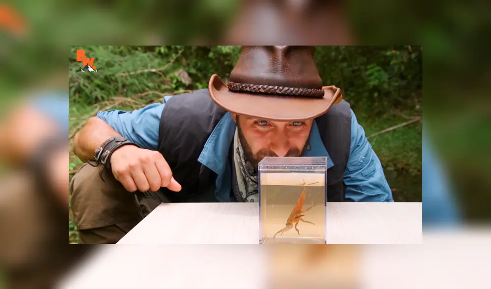 Un video muestra al popular 'Coyote' Peterson siendo mordido por una chinche de agua gigante. Un video muestra al popular 'Coyote' Peterson siendo mordido por una chinche de agua gigante.