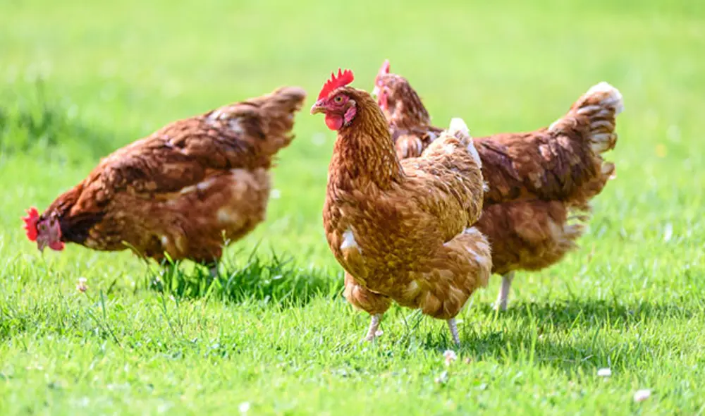 Por el momento el país solo se mantendrá en alerta por el aumento de caso en la región. Foto: NCIRD Por el momento el país solo se mantendrá en alerta por el aumento de caso en la región. Foto: NCIRD