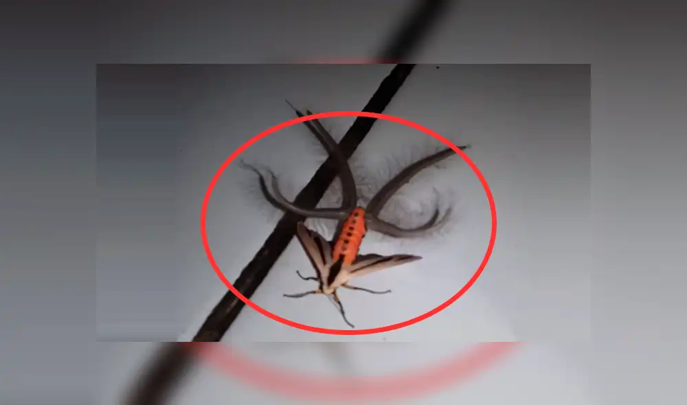 Facebook: graban extraño insecto con varios tentáculos y usuarios quedan aterrados por su apariencia [VIDEO]