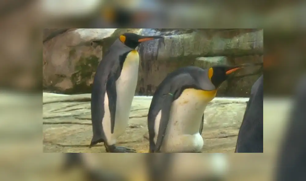 Si todo va bien, durante estos días deberían convertirse en unos padres orgullosos. Foto: captura: AFP