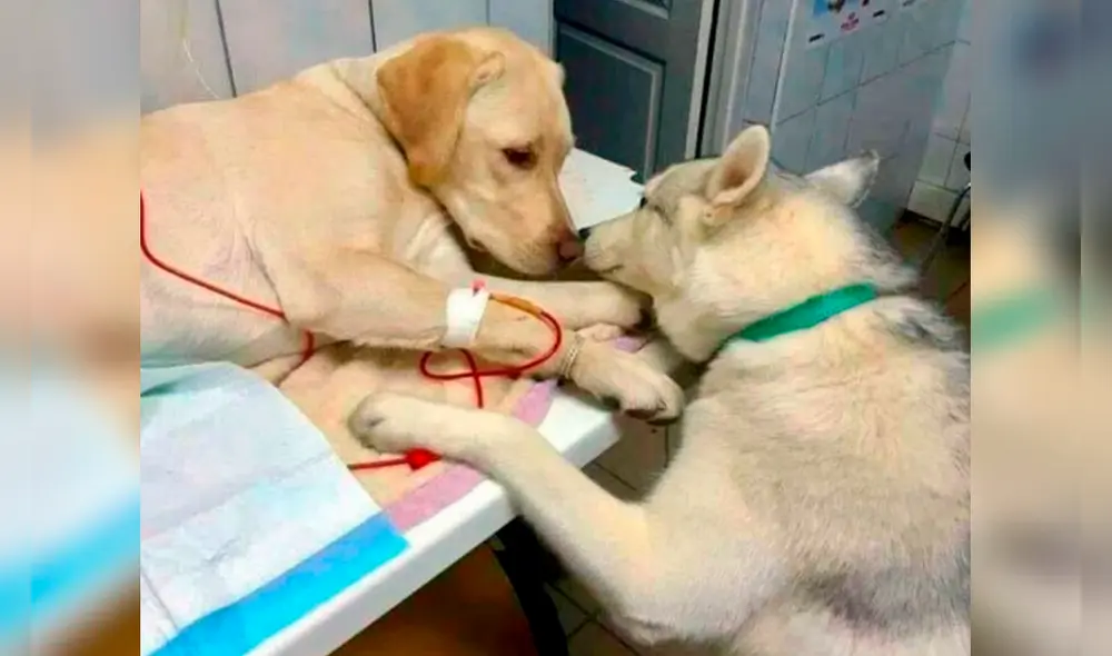 Perro conmueve a las redes sociales al cuidar a pacientes en veterinaria [FOTOS] 