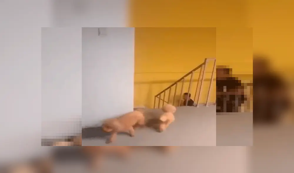 Perros que son captados ‘planeando’ asustar a su dueño con insólito truco remecen las redes [VIDEO]