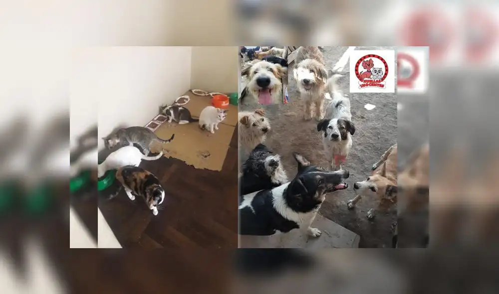 "Agosto de huellitas" se realizarpa el próximo sabado 29 de agosto, a través de Facebook Live. / Créditos: Cortesía