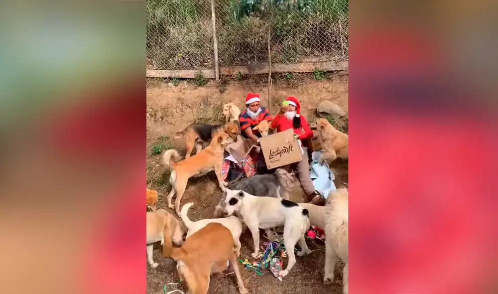 Desliza las imágenes para ver la emotiva escena que protagonizaron estos canes callejeros al recibir sus regalos de Navidad. Foto: captura de TikTok/Patitas de amor Desliza las imágenes para ver la emotiva escena que protagonizaron estos canes callejeros al recibir sus regalos de Navidad. Foto: captura de TikTok/Patitas de amor