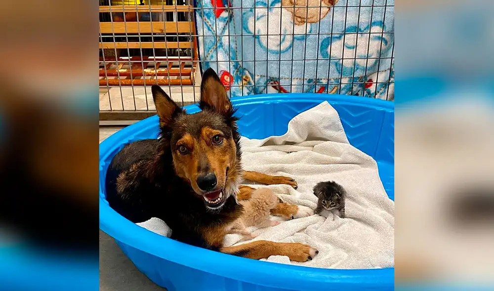 Desliza las imágenes para conocer el conmovedor gesto de una perrita al acoger a unos gatos recién nacidos. Foto: captura de Facebook