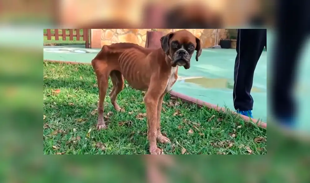 Facebook: perrita desnutrida estuvo a punto de morir hasta que un ‘ángel’ la rescató y ahora luce así [VIDEO]