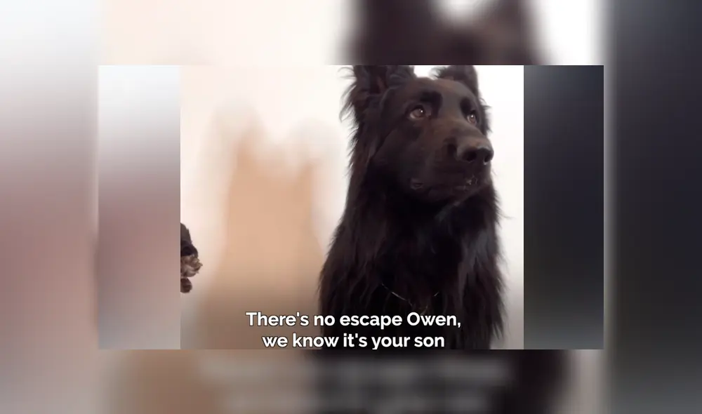 Desliza las imágenes para ver la emotiva escena que protagonizó un perro al conocer a su cría recién nacida. Fotocapturas: VT/Facebook Desliza las imágenes para ver la emotiva escena que protagonizó un perro al conocer a su cría recién nacida. Fotocapturas: VT/Facebook