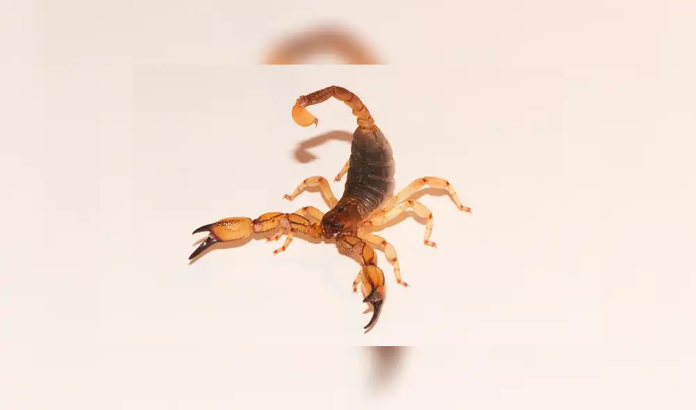 Pasajera de la aerolínea United Airlines fue picada por escorpión en pleno vuelo Pasajera de la aerolínea United Airlines fue picada por escorpión en pleno vuelo