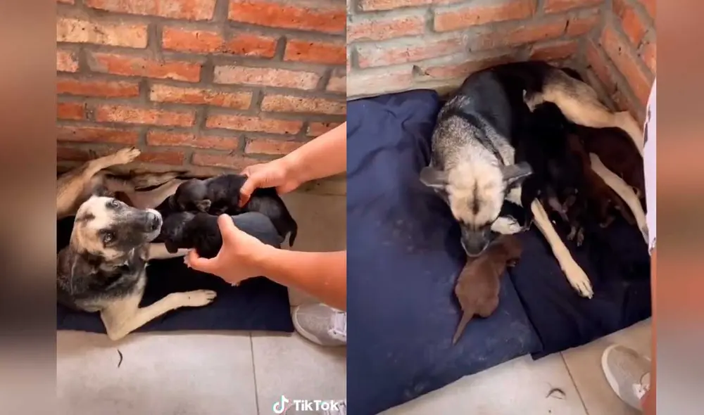 Desliza las imágenes para ver la emotiva escena que protagonizó esta perrita junto a sus crías. Fotocaptura: Jefferson Ortiz/Tiktok Desliza las imágenes para ver la emotiva escena que protagonizó esta perrita junto a sus crías. Fotocaptura: Jefferson Ortiz/Tiktok