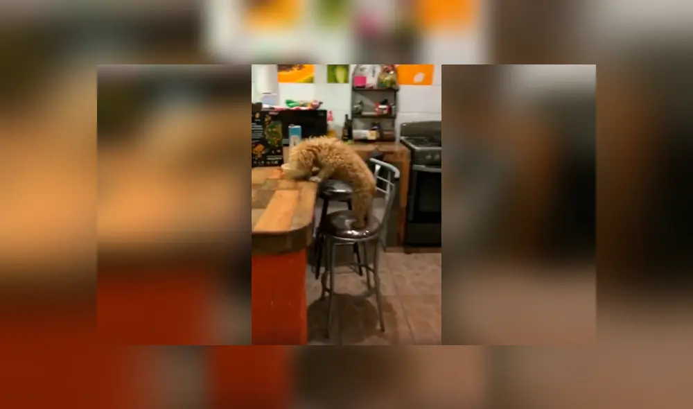 Desliza las imágenes para conocer la travesura de un perro al notar que su dueño estaba durmiendo. Desliza las imágenes para conocer la travesura de un perro al notar que su dueño estaba durmiendo.