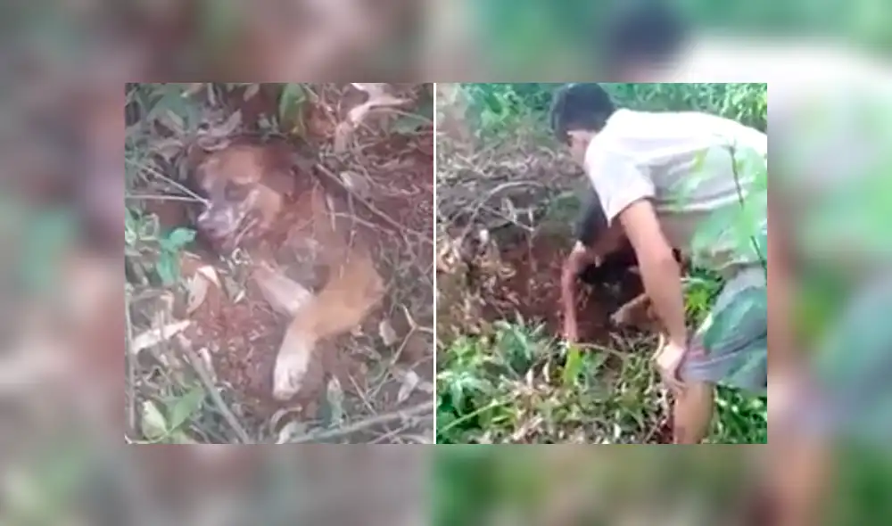 El desgarrador hallazgo de un can atrapado en la profundidad de un desolado terreno en Argentina motivó a que un par de jóvenes lo salven de una lenta agonía. El desgarrador hallazgo de un can atrapado en la profundidad de un desolado terreno en Argentina motivó a que un par de jóvenes lo salven de una lenta agonía.