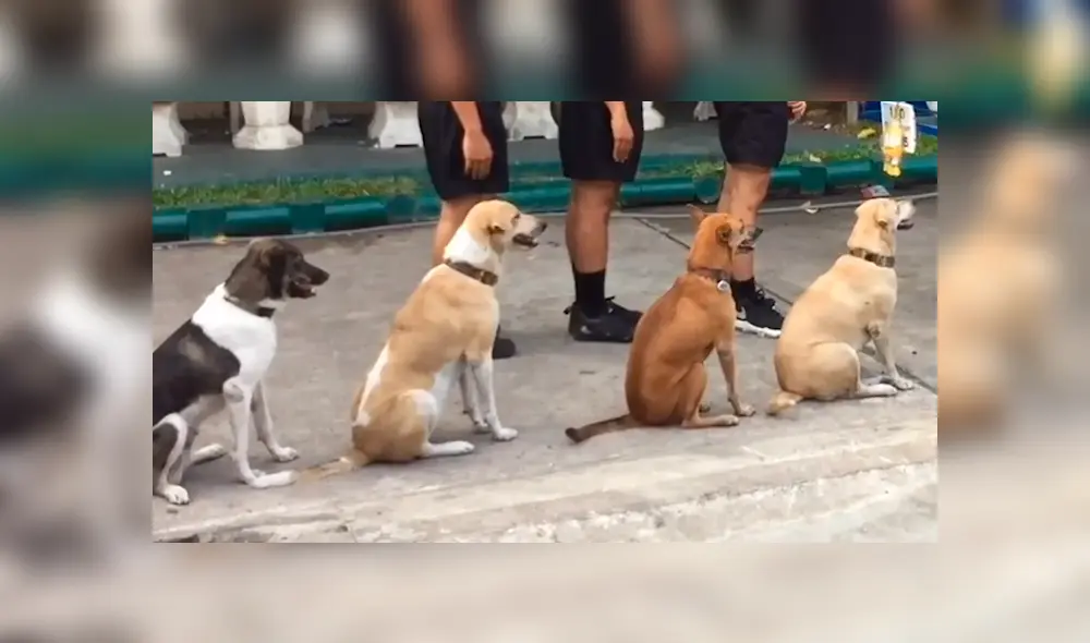 Facebook viral: perros esperan en fila para recibir comida y emocionan a miles de usuarios [VIDEO]