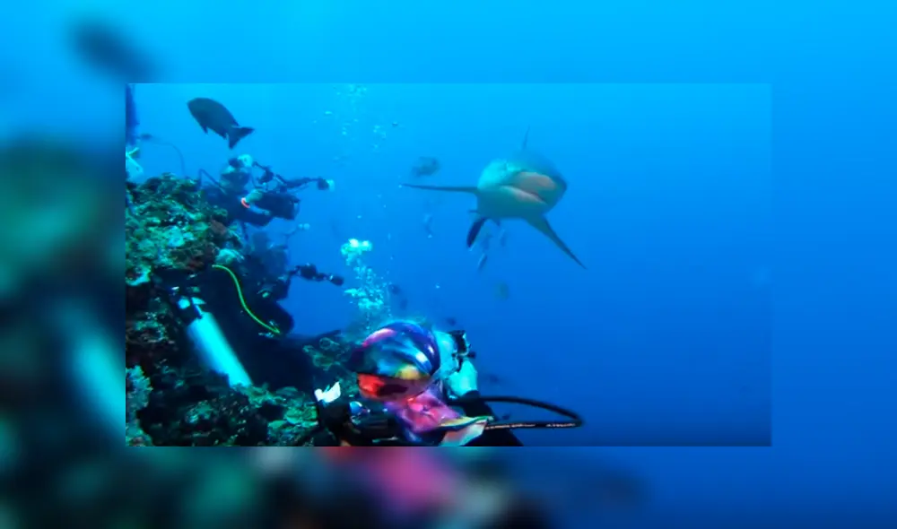 Video es viral en YouTube. La mujer sacó su cámara para grabar a las criaturas acuáticas bajo el mar, sin imaginar que un tiburón se acercaría peligrosamente a ella Video es viral en YouTube. La mujer sacó su cámara para grabar a las criaturas acuáticas bajo el mar, sin imaginar que un tiburón se acercaría peligrosamente a ella