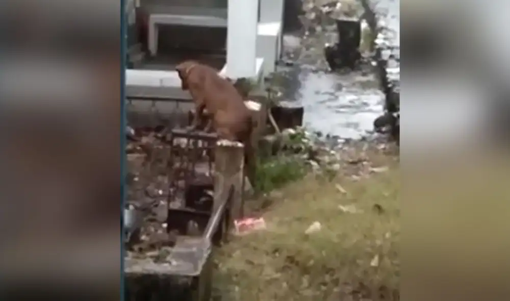 Desliza las imágenes para ver más sobre la conmovedora escena en la que un perro no se separa de la tumba de su dueño fallecido. Foto: captura de YouTube Desliza las imágenes para ver más sobre la conmovedora escena en la que un perro no se separa de la tumba de su dueño fallecido. Foto: captura de YouTube