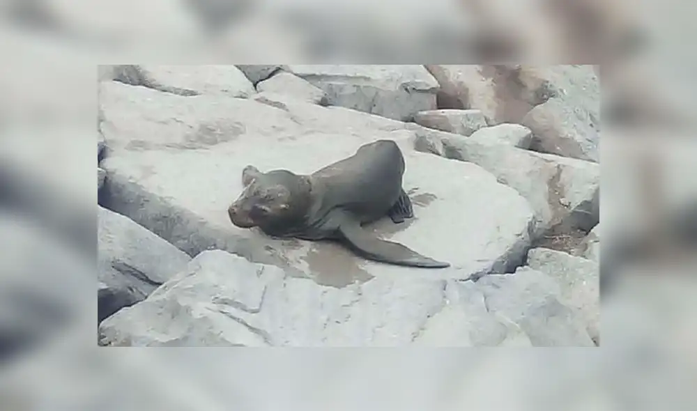 Hallaron lobo marino bebé varado en playa de La Punta [VIDEO]