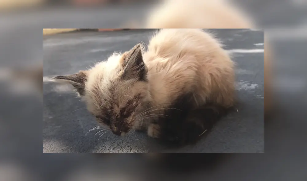 Una gatita callejera, fue recogida, curada, y cuidada y ahora se ve completamente diferente. Foto: YouTube Una gatita callejera, fue recogida, curada, y cuidada y ahora se ve completamente diferente. Foto: YouTube