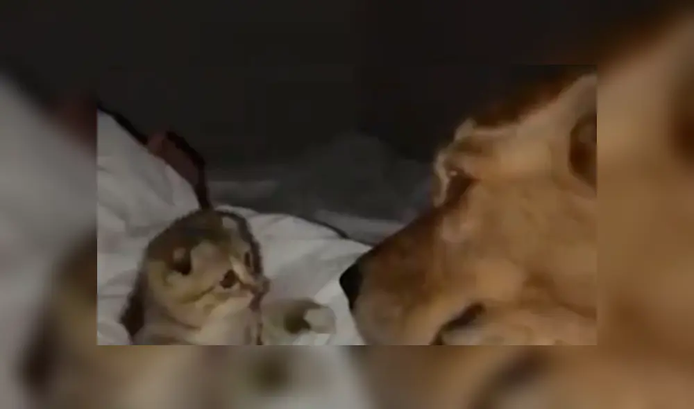 En Facebook, una mujer descubrió una tierna escena protagonizada por su perro y un gato bebé. En Facebook, una mujer descubrió una tierna escena protagonizada por su perro y un gato bebé.