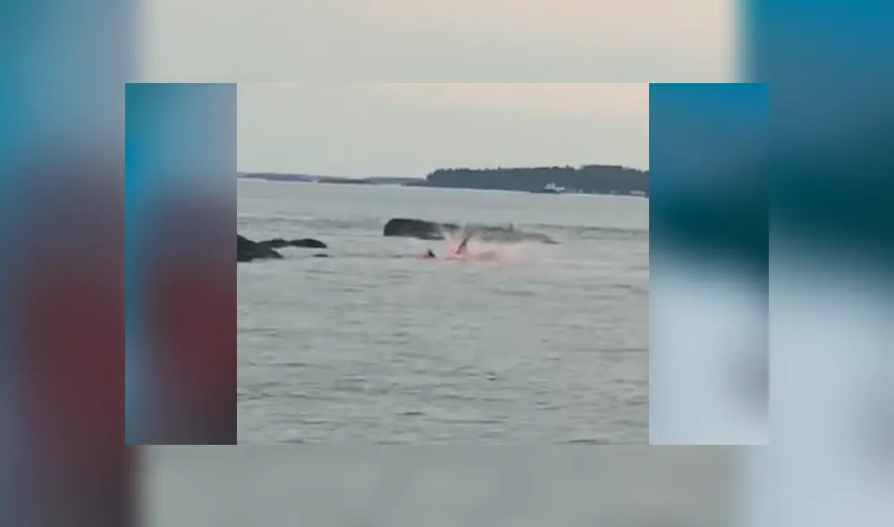 YouTube viral: feroz tiburón ataca sin piedad a indefensa foca y turistas quedan horrorizados YouTube viral: feroz tiburón ataca sin piedad a indefensa foca y turistas quedan horrorizados