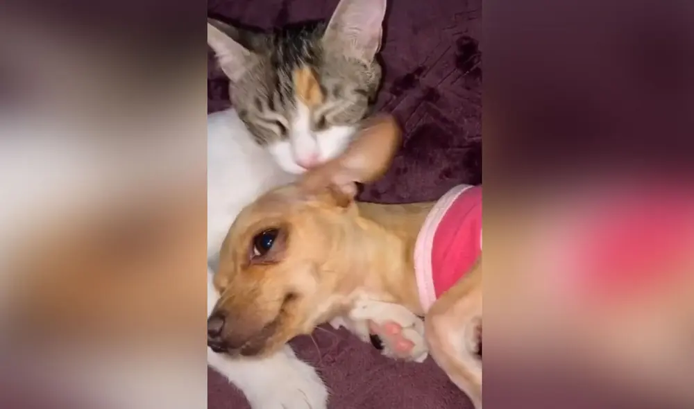 Desliza hacia la izquierda para ver más imágenes sobre esta tierna escena entre un perro y el gatito de su dueña. Foto: captura de TikTok