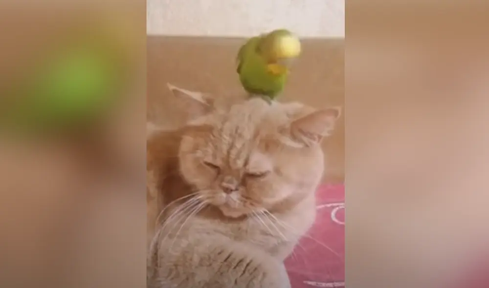 Los animales se convirtieron en 'amigos inseparables' durante la crisis del coronavirus. Foto: Captura de YouTube