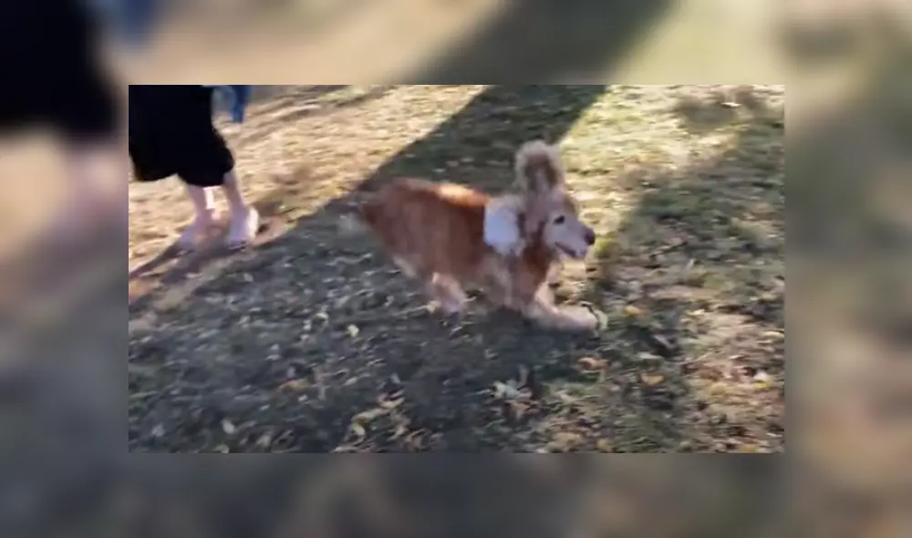 Video es viral en TikTok. Hombre grabó el peculiar comportamiento que tuvo su perrita invidente tras olfatearlo y percibir que era él. Fotocaptura: YouTube