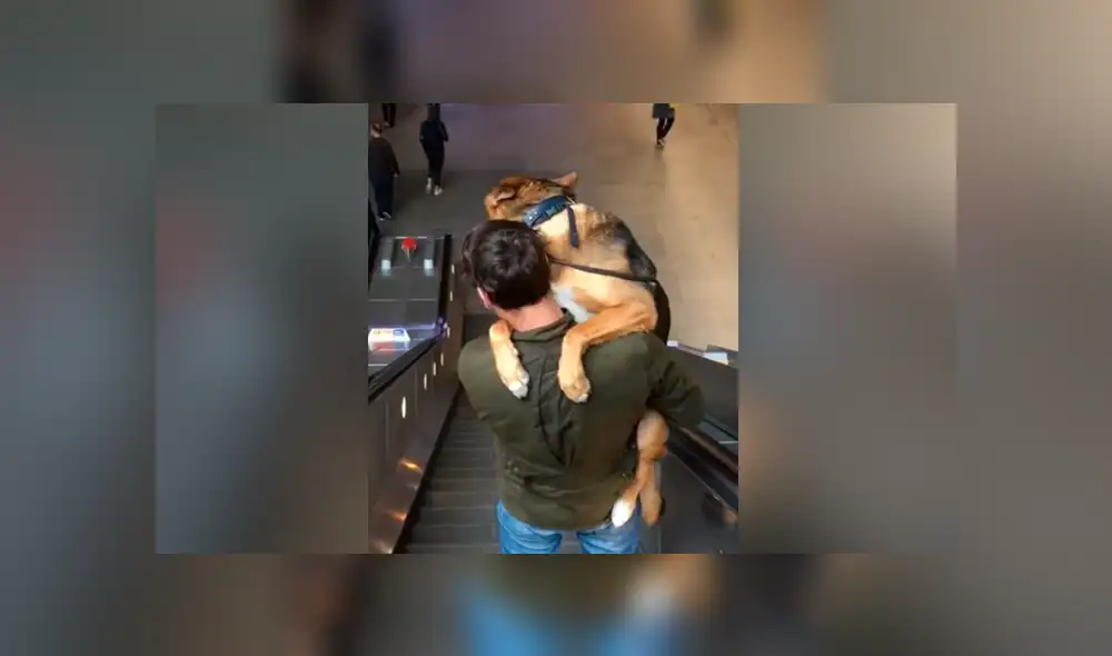 YouTube viral: perro engreído se niega a bajar escaleras eléctricas y su dueño lo carga para regresar juntos a casa YouTube viral: perro engreído se niega a bajar escaleras eléctricas y su dueño lo carga para regresar juntos a casa