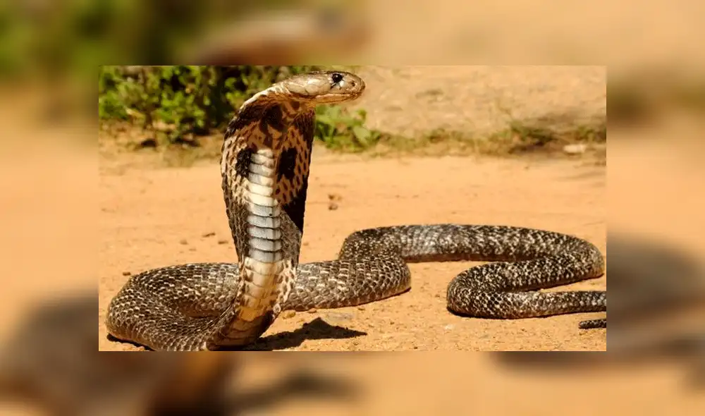 Facebook viral: peligrosas serpientes inician lucha y sucede algo increíble [VIDEO] 
