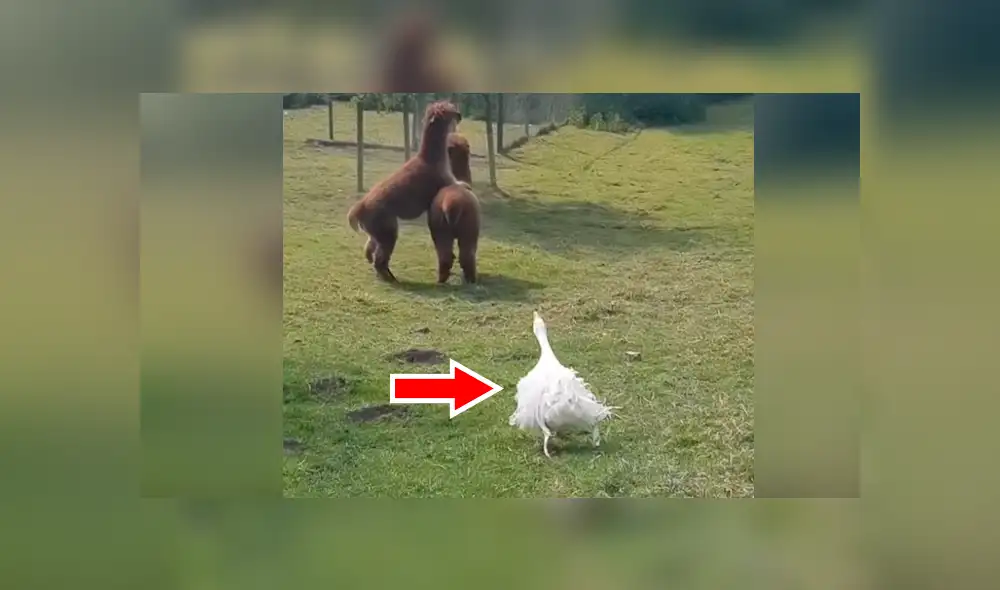 YouTube viral: Ganso irrumpe pelea de llamas y les da severa lección [VIDEO] 