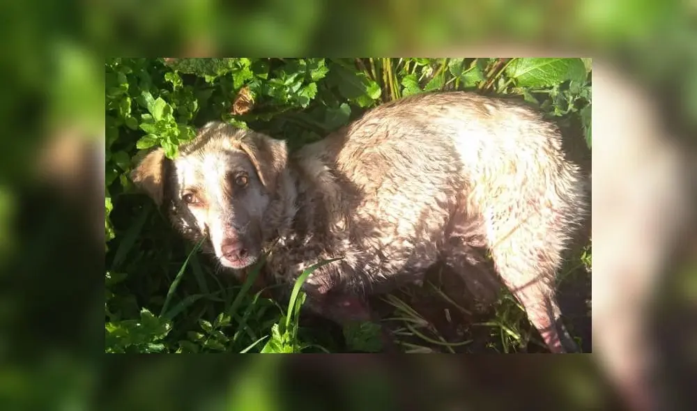 Los cachorros de la perrita están en resguardo en un hospital. Foto: Difusión. Los cachorros de la perrita están en resguardo en un hospital. Foto: Difusión.