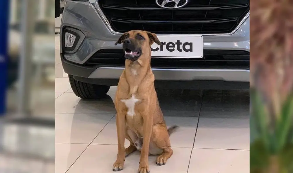 La publicación del perro se hizo viral en muchos países de Sudamérica. Foto: Captura/Facebook/VOM Noticias La publicación del perro se hizo viral en muchos países de Sudamérica. Foto: Captura/Facebook/VOM Noticias