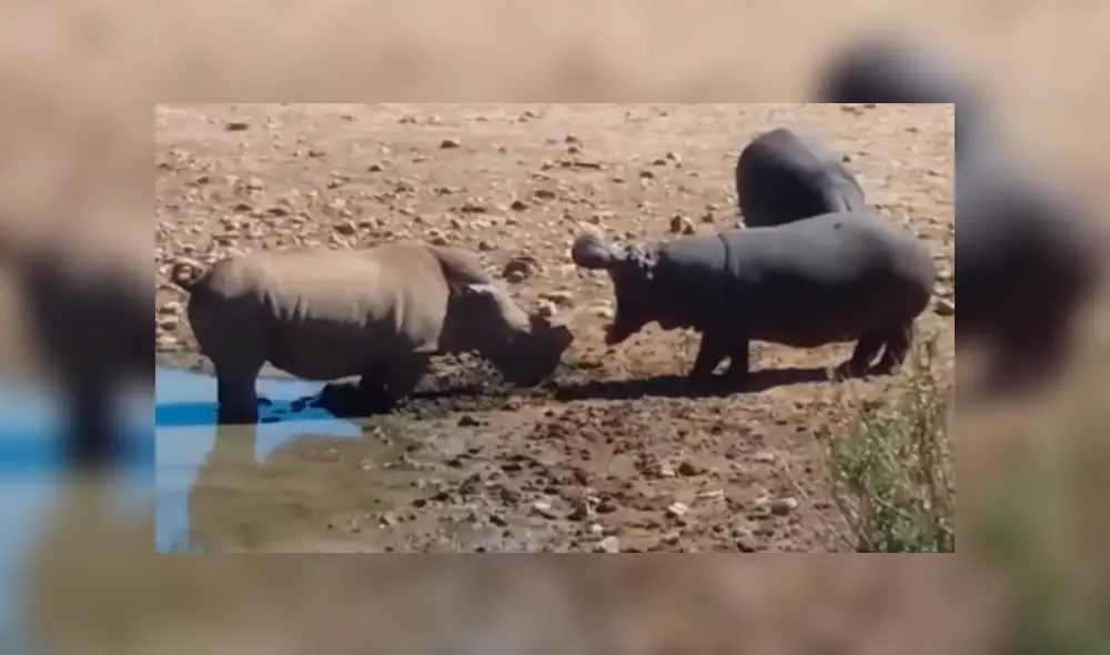 YouTube viral: rinoceronte lucha a muerte contra hipopótamo y el final es sorprendente [VIDEO]